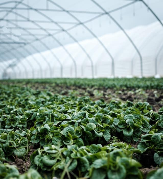 Invernadero agrícola